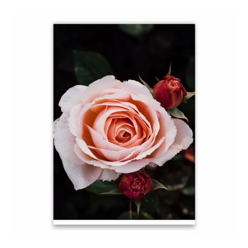 Amazing Rose Poster - A1