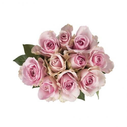 Pastel Speciality Roses