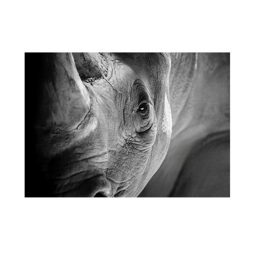 Wall Art Canvas - Rhino Close Up