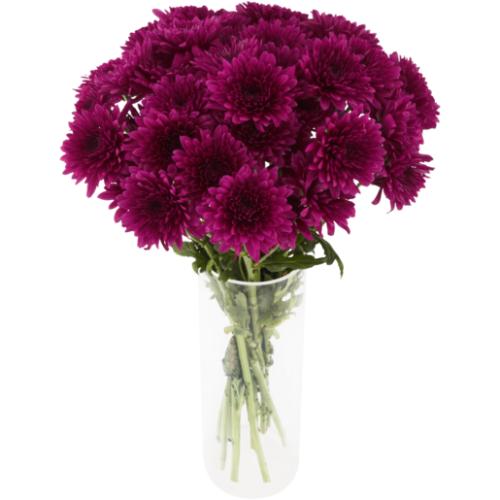 Chrysanthemum Flowers Bouquet (Vase Not Included) (Assorted Product - Supplied At Random)