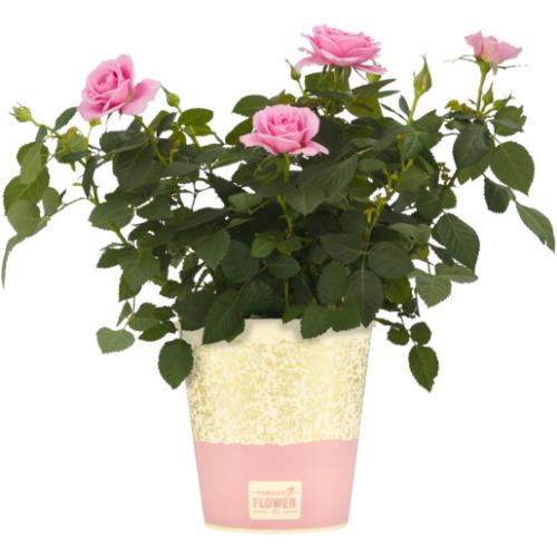 Roses Pot Plant 14cm (Assorted Product Supplied At Random)