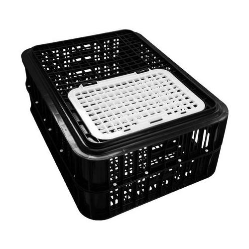 Poultry - Live Bird - Classic - Black - Crate - 2 Pack